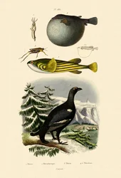 Auerhoen